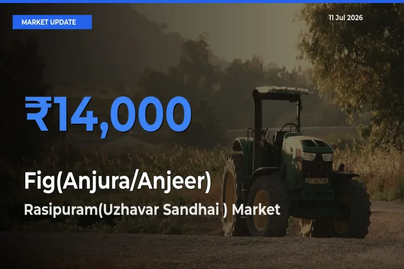 Farmers Prefer Rasipuram(Uzhavar Sandhai ) as Fig(Anjura/Anjeer) Hits Highest Rate