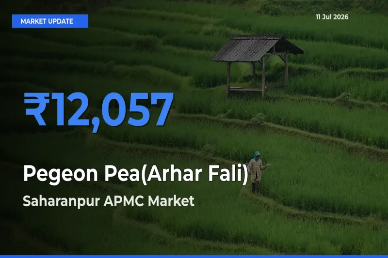 Saharanpur APMC Emerges as Top Mandi for Pegeon Pea(Arhar Fali) Prices Today