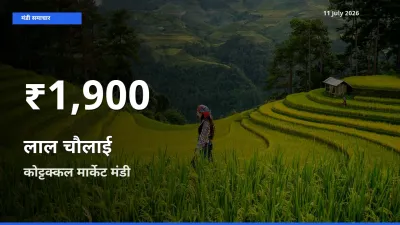 किसानों के लिए चिंता का विषय? लाल चौलाई के दाम कोट्टक्कल मार्केट में 30 दिन के न्यूनतम स्तर पर