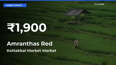 Amranthas Red Hits 30-Day Low in Kottakkal Market