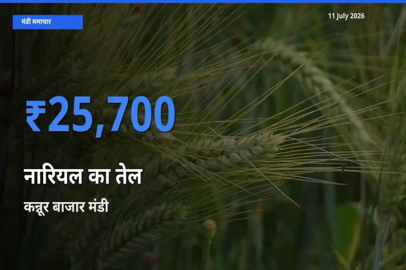 आज का मंडी भाव: नारियल का तेल के सबसे ज़्यादा दाम कन्नूर बाजार में