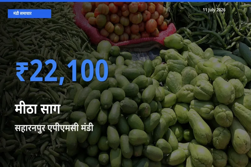 सहारनपुर एपीएमसी मंडी में मीठा साग ₹22,100 पर पहुँचा – आज का सर्वोच्च भाव