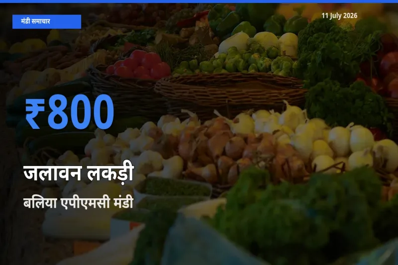 टॉप मंडी बना बलिया एपीएमसी! जलावन लकड़ी के सबसे ऊँचे दाम यहीं दर्ज
