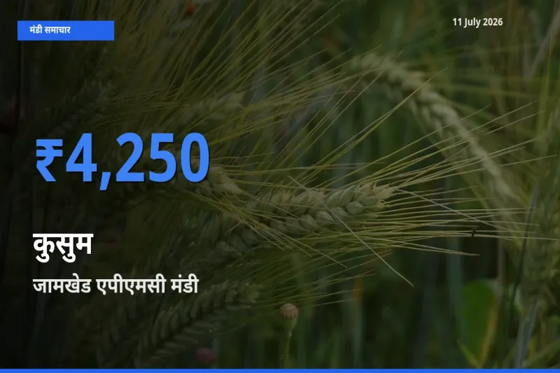 किसानों की पसंद बना जामखेड एपीएमसी, कुसुम के सबसे अच्छे दाम