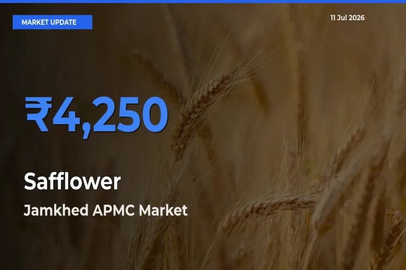 Jamkhed APMC Emerges as Top Mandi for Safflower Prices Today