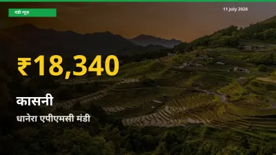 धानेरा एपीएमसी में कासनी ₹18,340 पर पहुँचा – अब तक का उच्चतम भाव