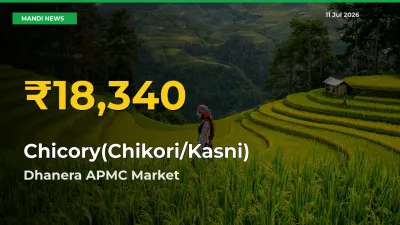 Fresh Record! Chicory(Chikori/Kasni) Price Climbs to New High in Dhanera APMC