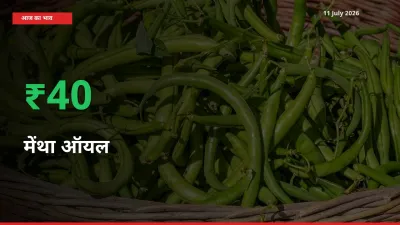 मेंथा ऑयल के दाम प्रमुख मंडी में 39.85% बढ़े, 24 घंटे में बड़ा बदलाव