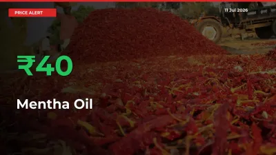 Mentha Oil Prices Rise 39.85% in a Day at Major Mandis