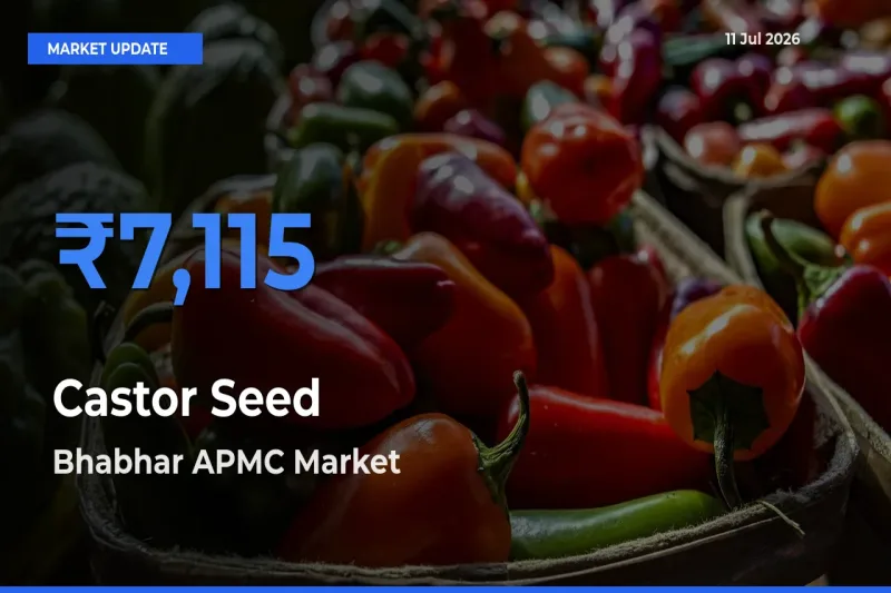 Bhabhar APMC Records Highest ₹7,115 Rate for Castor Seed