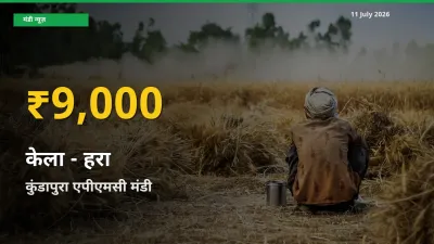केला - हरा के दामों ने बनाया नया रिकॉर्ड, कुंडापुरा एपीएमसी में तेज़ी