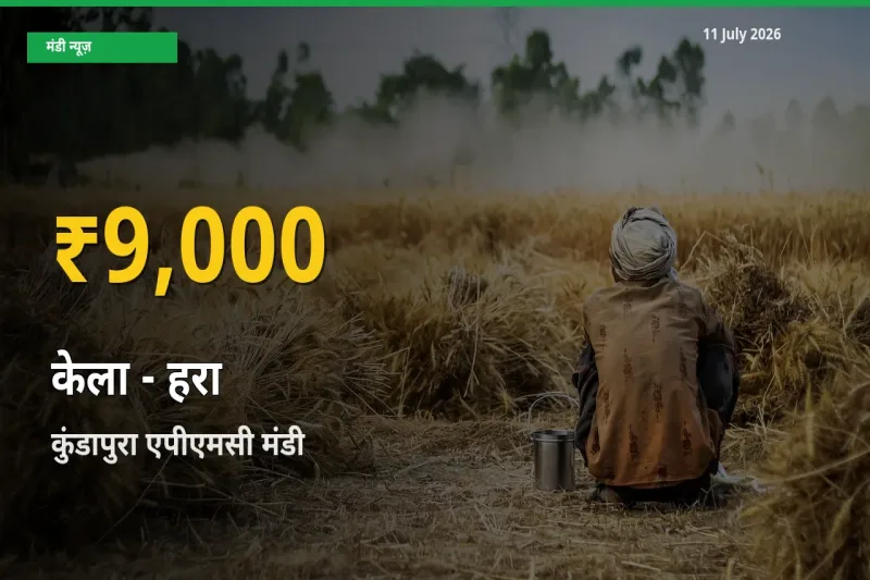 केला - हरा के दामों ने बनाया नया रिकॉर्ड, कुंडापुरा एपीएमसी में तेज़ी