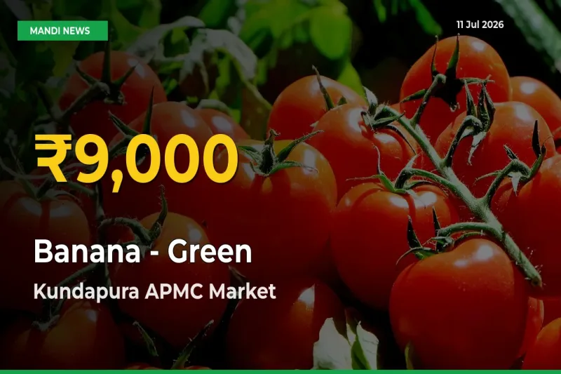 Banana - Green Prices Soar to Record High in Kundapura APMC – Farmers Alert Today