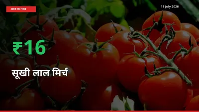 11 July अपडेट: सूखी लाल मिर्च के दाम मंडी में 16.38% उछले