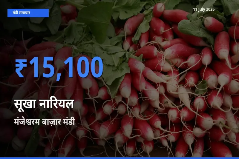 किसानों की पसंद बना मंजेश्वरम बाज़ार, सूखा नारियल के सबसे अच्छे दाम
