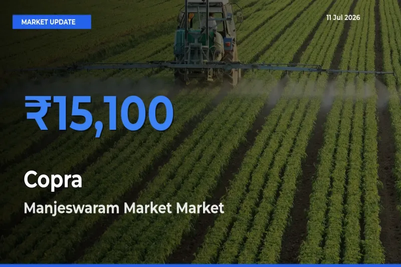 Manjeswaram Market Emerges as Top Mandi for Copra Prices Today