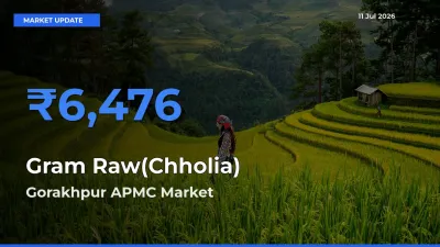 Gorakhpur APMC Tops Gram Raw(Chholia) Mandi Rates Today