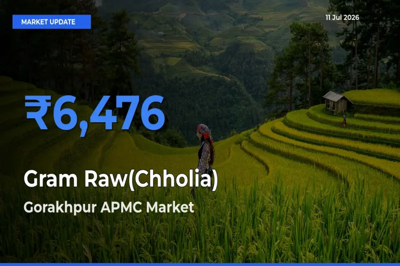 Gorakhpur APMC Tops Gram Raw(Chholia) Mandi Rates Today