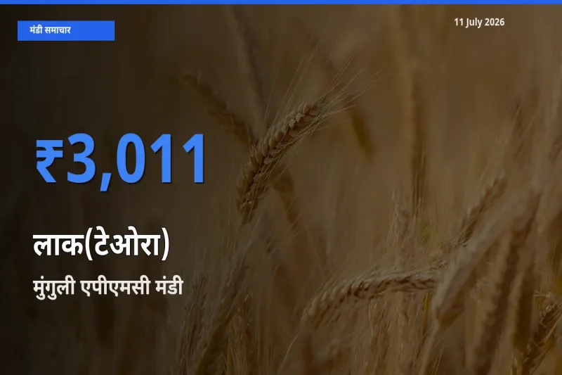 आज लाक(टेओरा) के सबसे ज़्यादा दाम मुंगुली एपीएमसी मंडी में दर्ज