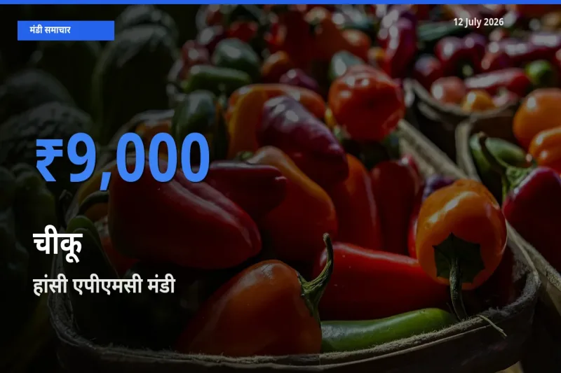 टॉप मंडी बना हांसी एपीएमसी! चीकू के सबसे ऊँचे दाम यहीं दर्ज