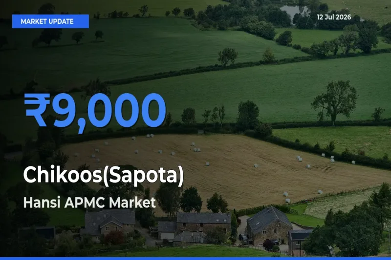 Hansi APMC Emerges as Top Mandi for Chikoos(Sapota) Prices Today