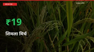 स्थानीय मंडी में शिमला मिर्च के दाम अचानक 19.4% उछले, किसान सतर्क