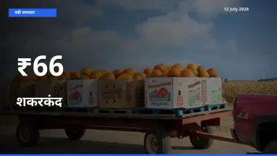 आज का मंडी ट्रेंड: शकरकंद के दाम कई बाजारों में एक साथ बदले