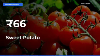 Sweet Potato Prices Trend Across 66+ Mandis – Market Direction Turns Clear