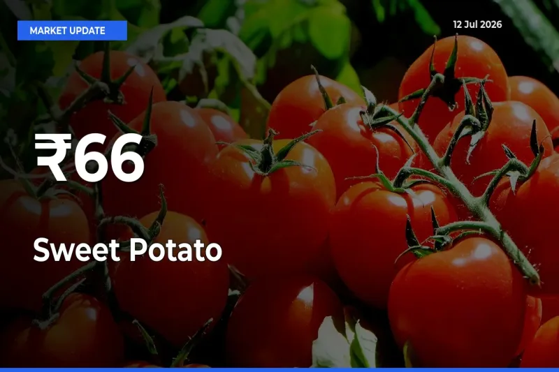 Sweet Potato Prices Trend Across 66+ Mandis – Market Direction Turns Clear