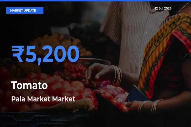 Pala Market Emerges as Top Mandi for Tomato Prices Today