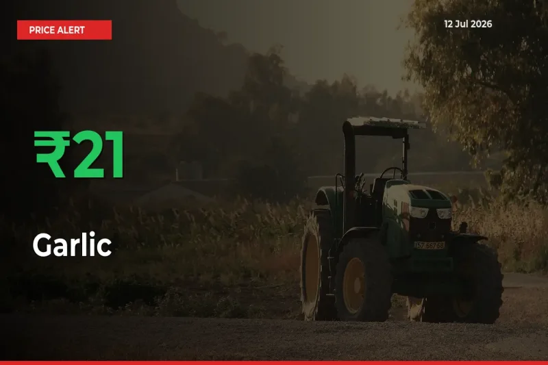 Why Garlic Prices Rose 20.74% in a Day at Mandis