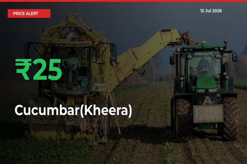 Cucumbar(Kheera) Mandi Rate Today: Prices Jump 25.43% at Market