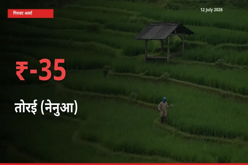 तेज़ गिरावट! मंडी में तोरई (नेनुआ) के दाम 34.55% लुढ़के