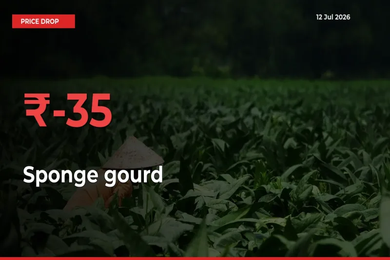 34.55% Drop in Sponge gourd Prices – Mandi Sees Sudden Fall