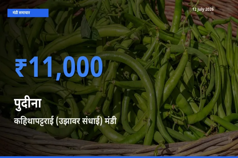 टॉप मंडी बना कहिथापट्टराई (उझावर संधाई)! पुदीना के सबसे ऊँचे दाम यहीं दर्ज