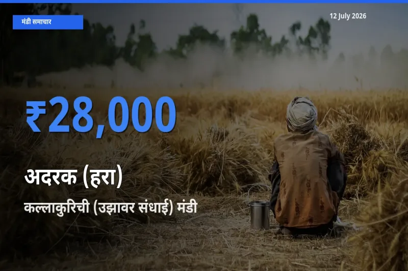आज का मंडी भाव: अदरक (हरा) के सबसे ज़्यादा दाम कल्लाकुरिची (उझावर संधाई) में