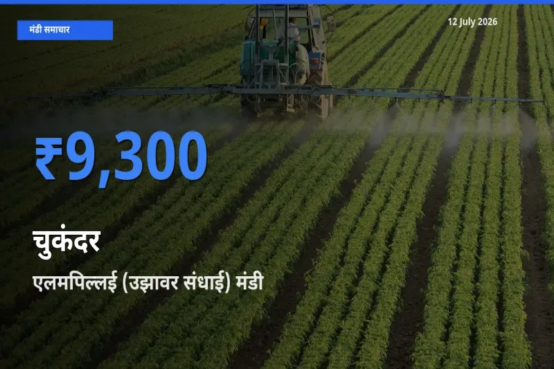 बाज़ार संकेत: एलमपिल्लई (उझावर संधाई) बना चुकंदर के लिए आज की टॉप मंडी