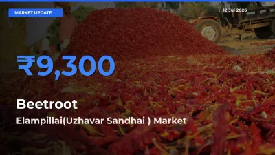 Elampillai(Uzhavar Sandhai ) Emerges as Top Mandi for Beetroot Prices Today