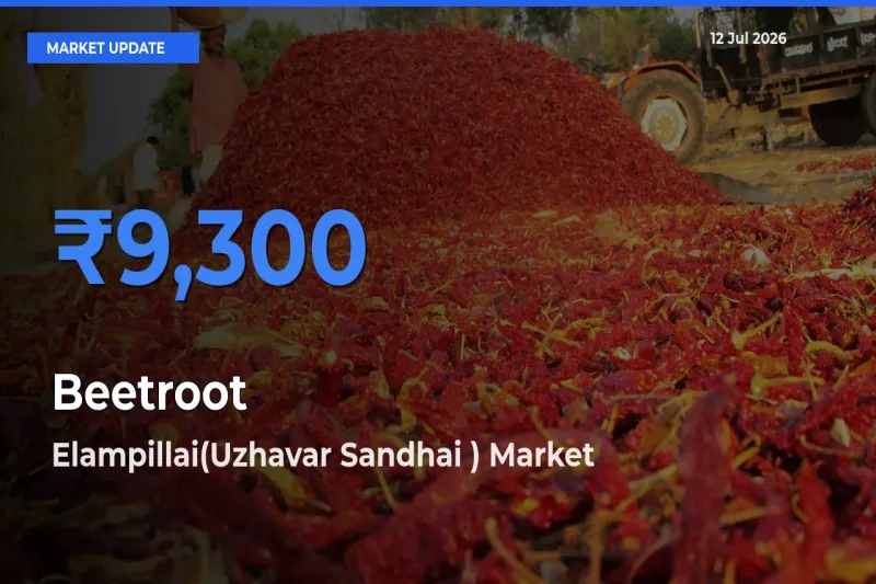 Elampillai(Uzhavar Sandhai ) Emerges as Top Mandi for Beetroot Prices Today