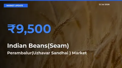 Perambalur(Uzhavar Sandhai ) Tops Indian Beans(Seam) Mandi Rates Today
