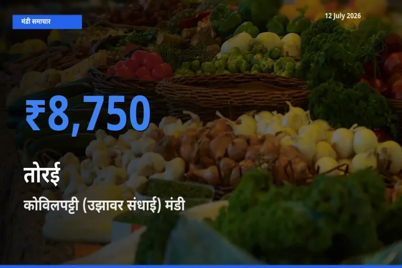 बाज़ार संकेत: कोविलपट्टी (उझावर संधाई) बना तोरई के लिए आज की टॉप मंडी