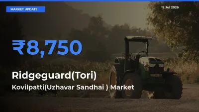 Kovilpatti(Uzhavar Sandhai ) Records Highest ₹8,750 Rate for Ridgeguard(Tori)