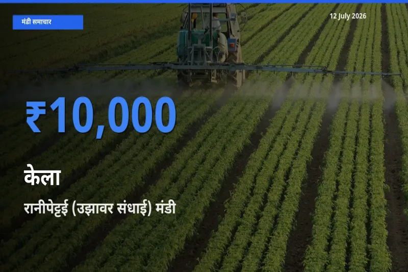 टॉप मंडी बना रानीपेट्टई (उझावर संधाई)! केला के सबसे ऊँचे दाम यहीं दर्ज