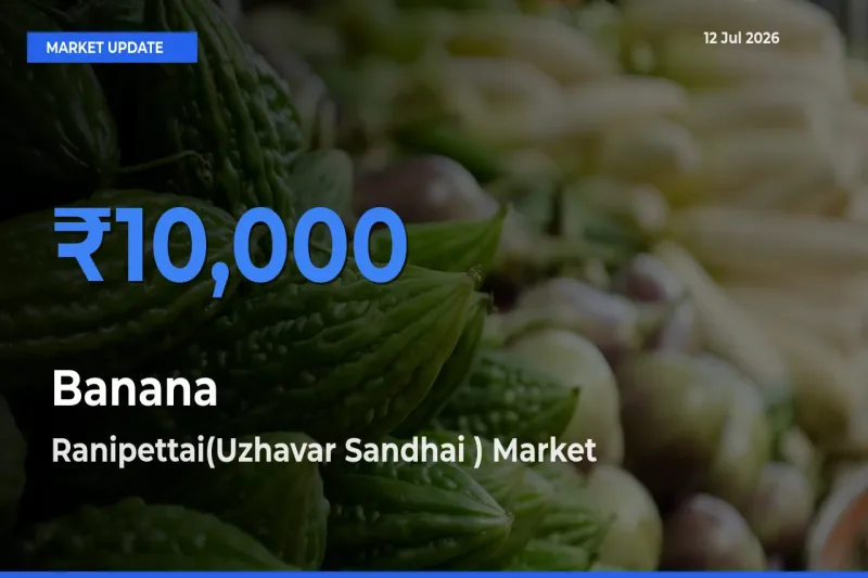 Ranipettai(Uzhavar Sandhai ) Emerges as Top Mandi for Banana Prices Today