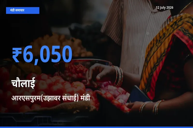 किसानों की पसंद बना आरएसपुरम(उझावर संधाई), चौलाई के सबसे अच्छे दाम