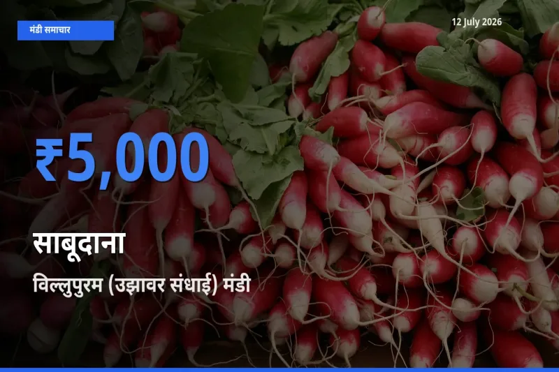 विल्लुपुरम (उझावर संधाई) में साबूदाना का आज सबसे ऊँचा भाव