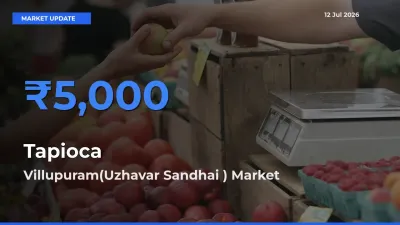 Farmers Prefer Villupuram(Uzhavar Sandhai ) as Tapioca Hits Highest Rate
