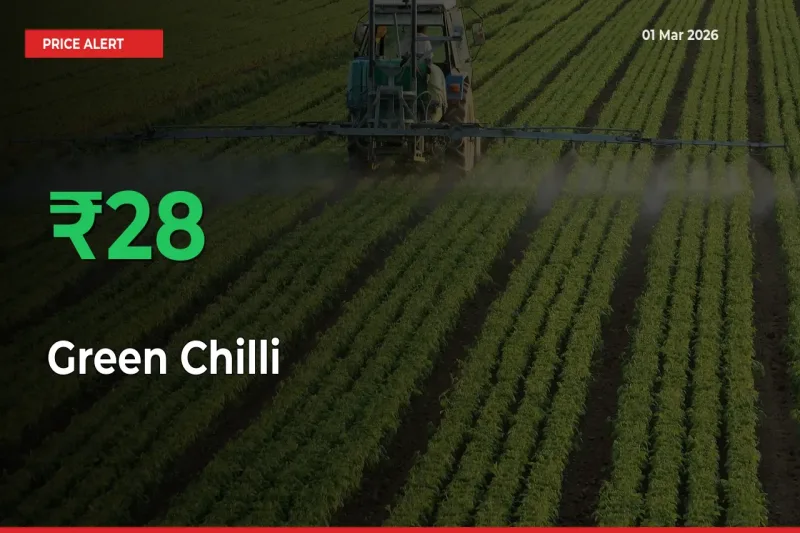 Why Green Chilli Prices Rose 28.44% in a Day at Mandis