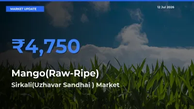 Sirkali(Uzhavar Sandhai ) Leads as Top Mandi for Mango(Raw-Ripe) Prices