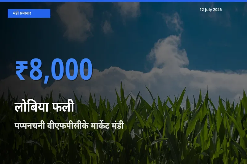 किसानों की पसंद बना पप्पनचनी वीएफपीसीके मार्केट, लोबिया फली के सबसे अच्छे दाम